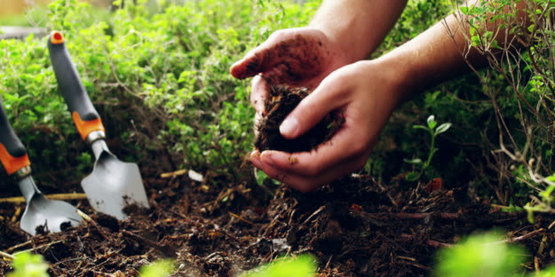 Green Thumbs