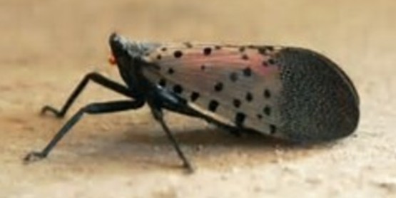 Spotted Lanternfly damages apples, hops, grapes & forest products.