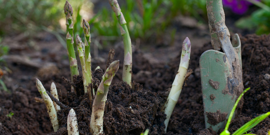 Growing asparagus in a garden