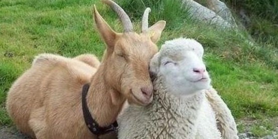 small ruminant