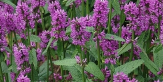 Stachys 'Hummelo'  a beautiful betony for your garden