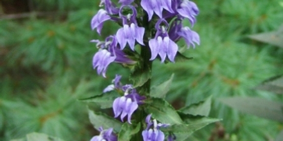 Gorgeous spike of flowers!  Lobeilia siphilitica