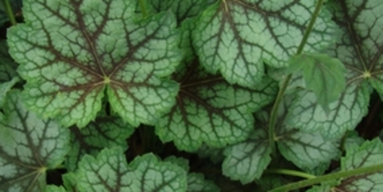 Coral bells 'Dale's Strain' will brighten up your shade garden