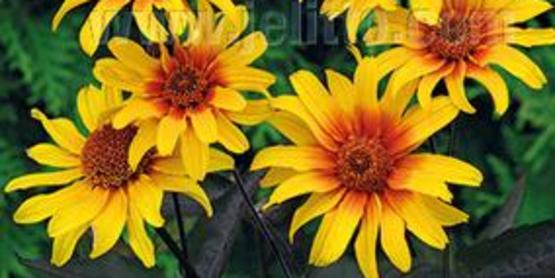 Wow!  Such color!  'Burning Hearts' Heliopsis deserves a spot in your garden.
