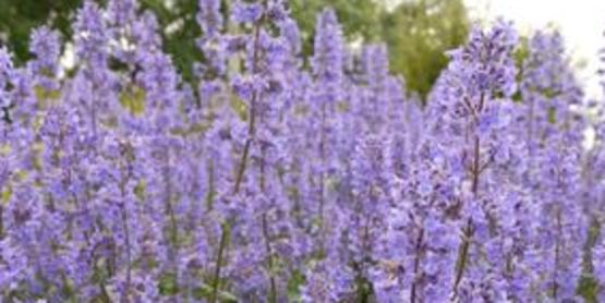 Nepeta 'Summer Magic'