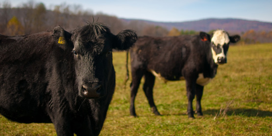 Beef cattle at Polyface Farm, Va.