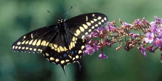 Black swallowtail butterfly