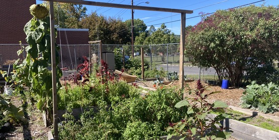 The school garden at Beverly J. Martin Elementary in full bloom, Summer 2020