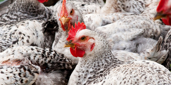 Chickens