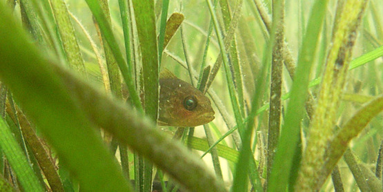 cunner in eelgrass