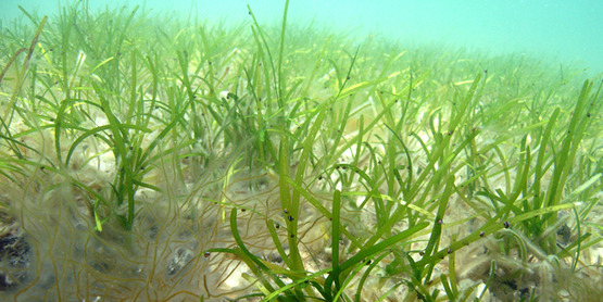 peconic eelgrass