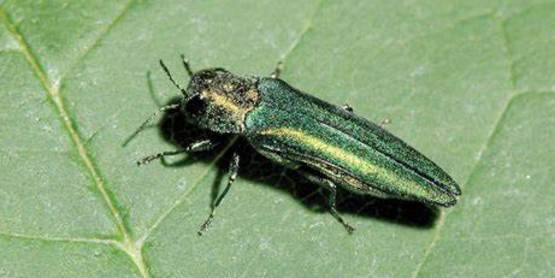 Emerald Ash Borers