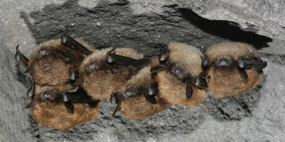 Bats