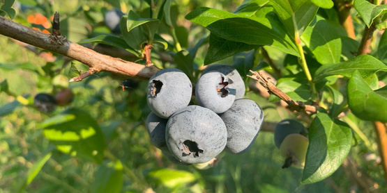 blueberries