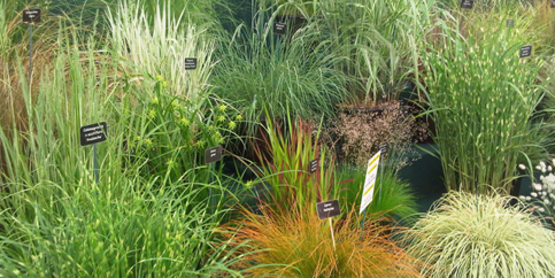 dividing plants