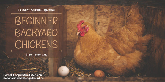 Beginner Backyard Chickens