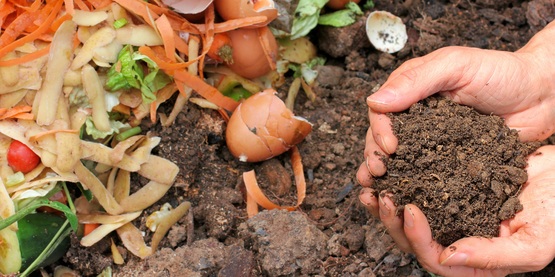Food scraps and compost