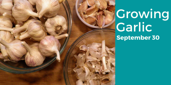 Garlic class online September 30, 2021 6-7:30pm