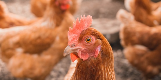 Chickens