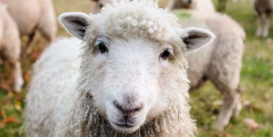 4H breeding animal certificate icon