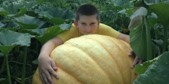 Giant Pumpkins