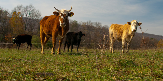 Beef cattle at Polyface Farm, Va.