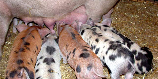 Piglets nursing