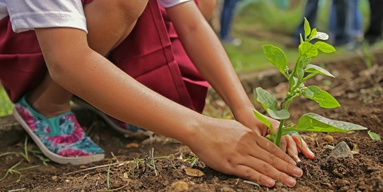 plant propagation