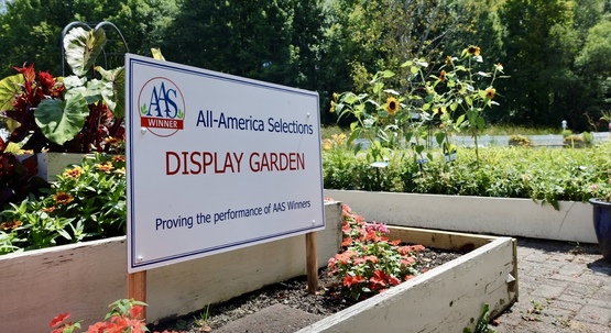 aas