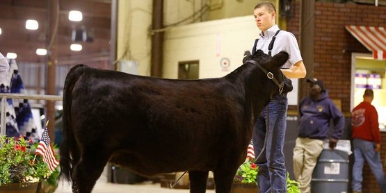 Youth with beef cattle during judging 