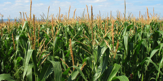 corn field