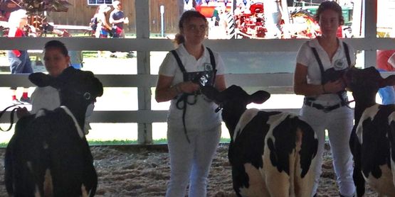 
4H youth at Ulster County Fair, showing their cattle. YQCA is accepted at many livestock shows and fairs, which require youth quality assurance.