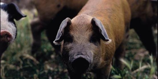 Pigs on Pasture