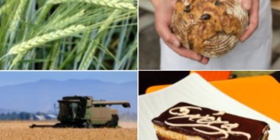 2018 grain school publicity image