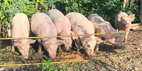Pigs