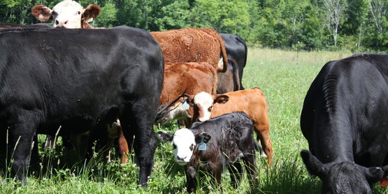 beef cattle