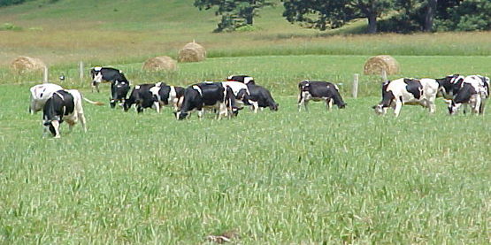 grazing