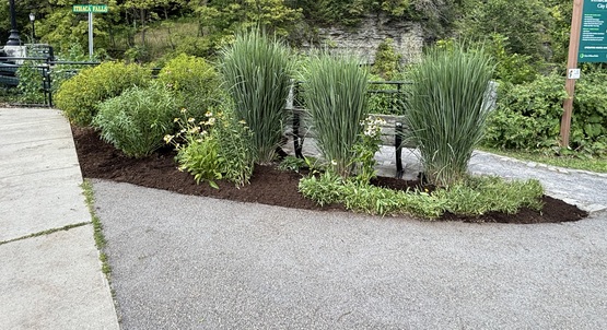 Ithaca Falls planting spring 2025