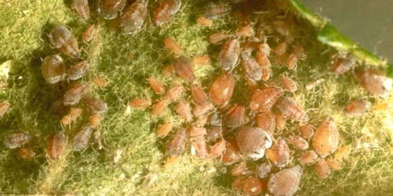 Aphids excrete a sugary waste produce called honeydew. Notice the clear drop on the left side of this picture. Ants, bees, and wasps collect honeydew for food. Black and brown fungi, appropriately called sooty molds, cover leaves and other objects below aphid colonies where honeydew collects.
Image location: United States