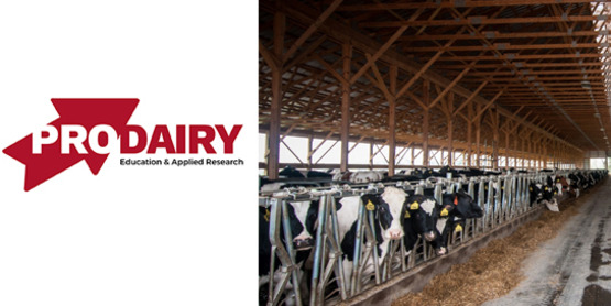 ProDairy and dairy cows