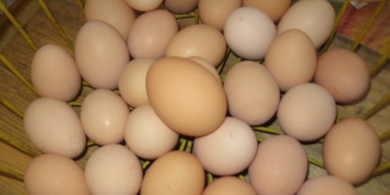 basket of eggs