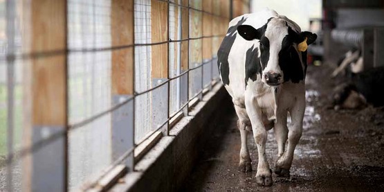Cow in the Cornell Teaching Dairy Barn