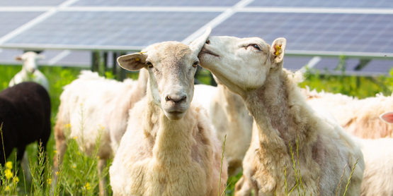 solar grazing sheep