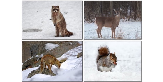 mammals