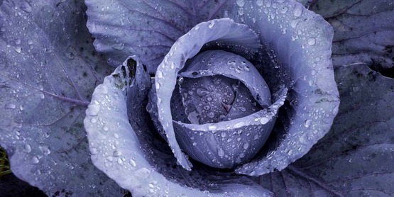 head of red cabbage