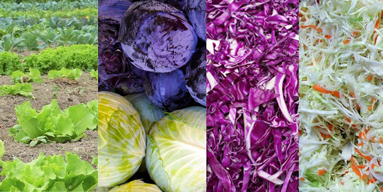 Farm to School Harvest of the Month Cabbage