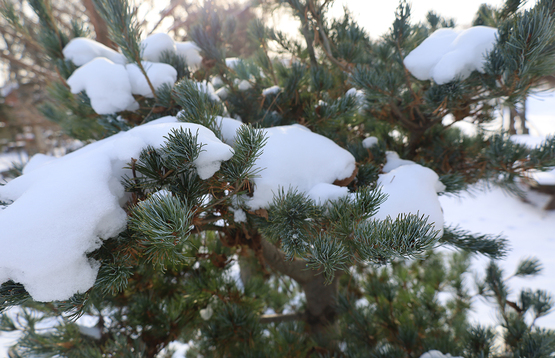 An evergreen tree with snow on the branches.