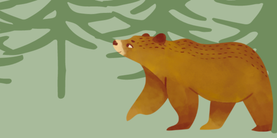bears