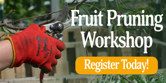 pruning workshop 2022