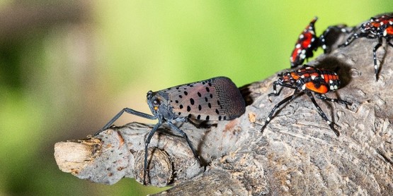 Spotted Lanternfly